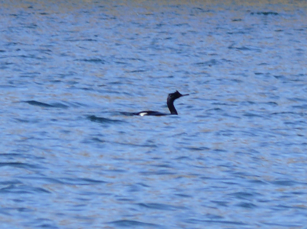 Pelagic Cormorant From Jefferson County WA USA On July 17 2009 At 03