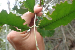 Olea capensis macrocarpa