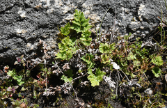 Cryptogramma acrostichoides