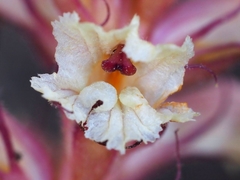 Orobanche amethystea amethystea