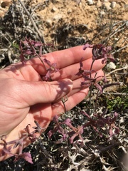 Matthiola fruticulosa