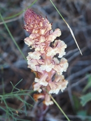 Orobanche amethystea amethystea