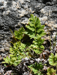 Cryptogramma acrostichoides