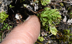 Cryptogramma acrostichoides