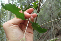 Olea capensis macrocarpa
