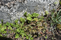 Cryptogramma acrostichoides