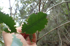 Olea capensis macrocarpa