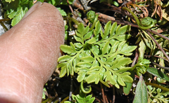 Cryptogramma acrostichoides