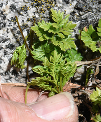 Cryptogramma acrostichoides