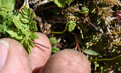 Cryptogramma acrostichoides