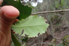 Olea capensis macrocarpa
