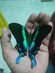 Papilio blumei