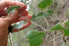 Olea capensis macrocarpa