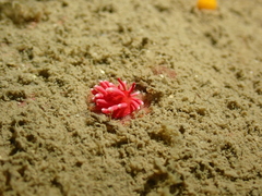 Okenia hiroi