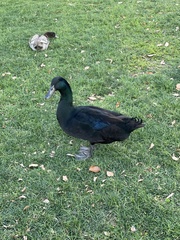 Anas platyrhynchos domesticus