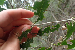 Olea capensis macrocarpa