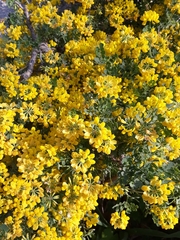 Coronilla