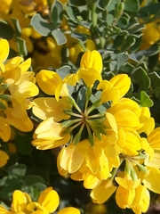 Coronilla