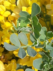 Coronilla