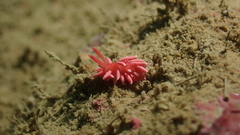 Okenia hiroi