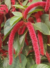 Acalypha hispida