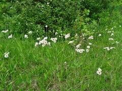 Erigeron pulchellus