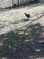 Gallinula chloropus