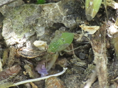 Conostethus venustus