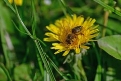 Apis mellifera