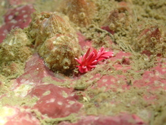 Okenia hiroi