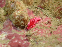Okenia hiroi