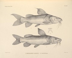 Golden Nile Catfish photo 4