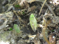 Conostethus venustus