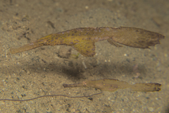 Solenostomus cyanopterus