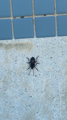 Tarpela micans