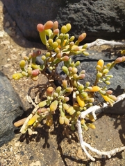 Tetraena fontanesii image