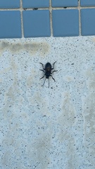 Tarpela micans