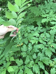 Polygonatum biflorum biflorum