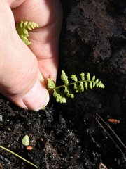 Cryptogramma acrostichoides