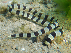 Myrichthys colubrinus