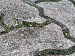 Polyspilota aeruginosa