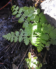 Cryptogramma acrostichoides
