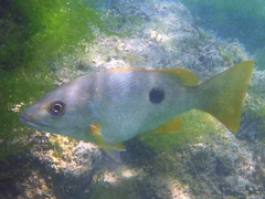 Lutjanus monostigma