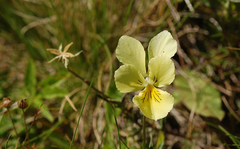 Viola lutea sudetica
