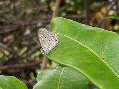 Lepidoptera