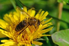 Apis mellifera