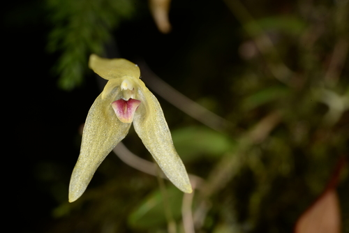Bulbophyllum drymoglossum Maxim.