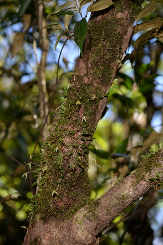 Bulbophyllum drymoglossum iNat (1)