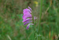 Gladiolus imbricatus