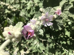 Malacothamnus fremontii